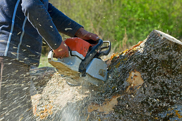 Lawn Grading and Leveling